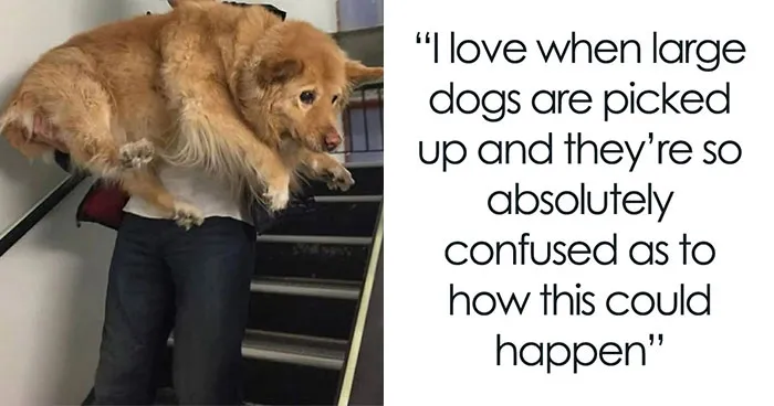76 Funny Jokes Shared By The “Spicy Dog Memes” Page That Dog Owners Might Instantly Relate To