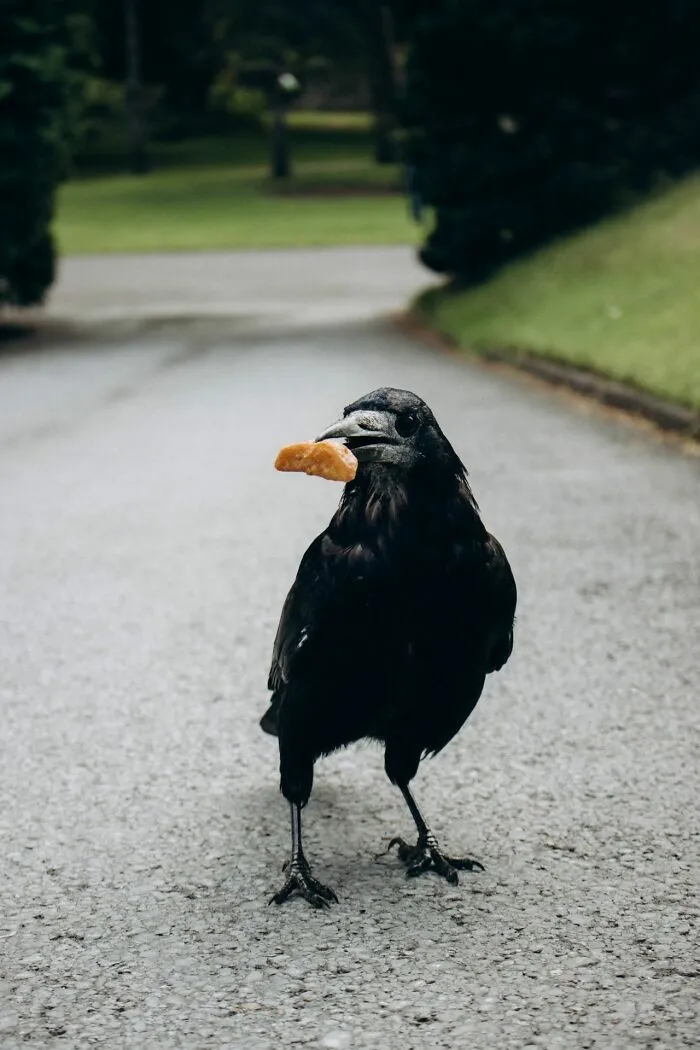 A black crow holding food in its beak, representing the unexpected quirks of a middle-class life