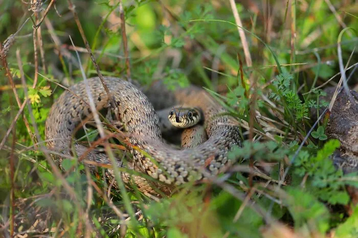 A snake coiled in the grass, showcasing wildlife awareness facts to stay safe in an emergency.