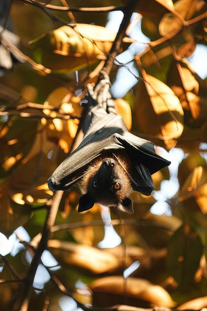 A fruit bat hanging upside down, representing wildlife emergency facts