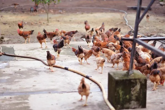 A flock of chickens in a yard, showing a situation where quick action could prevent an emergency.