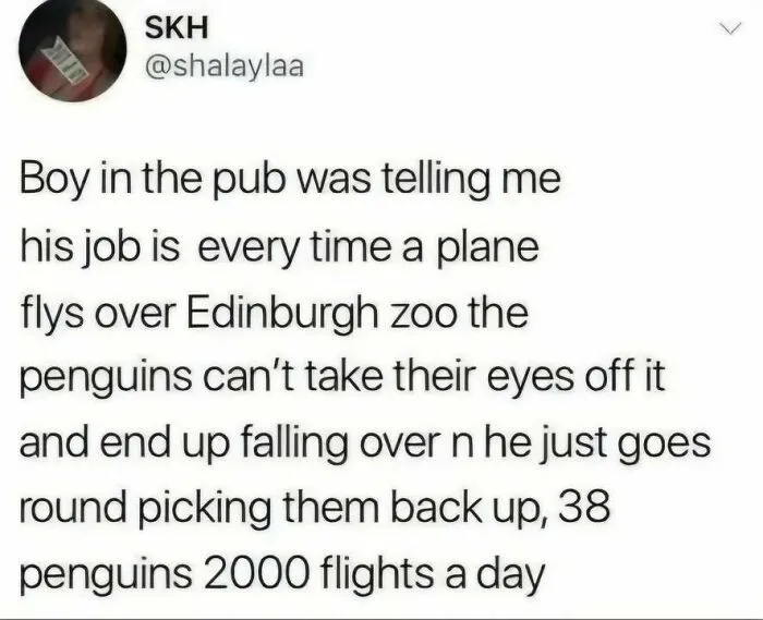 Hilarious meme text about a zoo worker picking up penguins who fall over watching airplanes fly by.