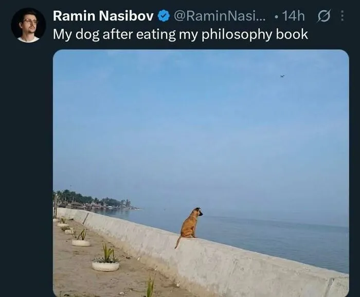 Hilarious memes showing a dog sitting thoughtfully by the sea after eating a philosophy book.
