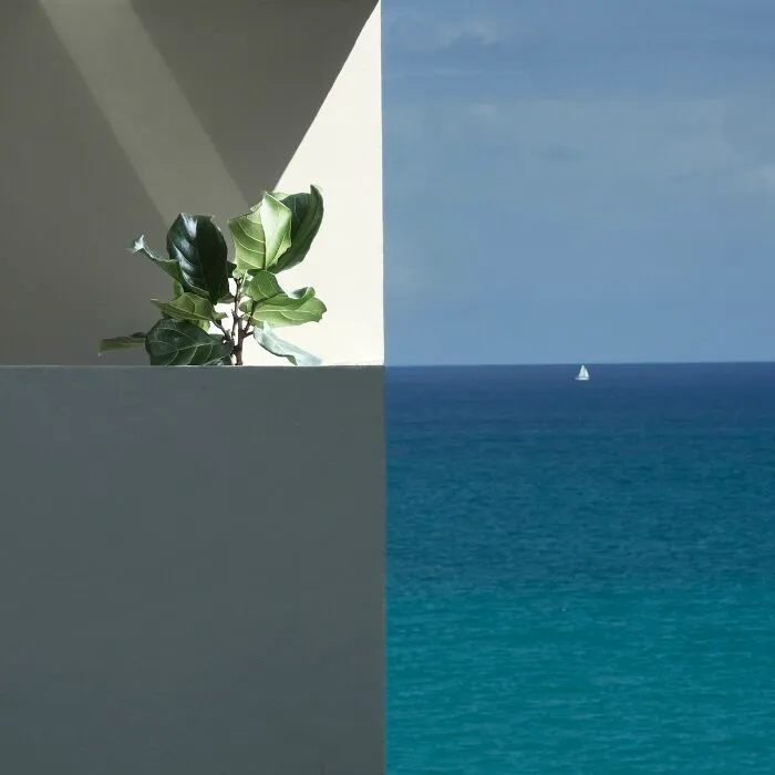 A fiddle-leaf fig plant on a balcony perfectly aligning with the horizon line of the blue ocean, a confusing perspective.