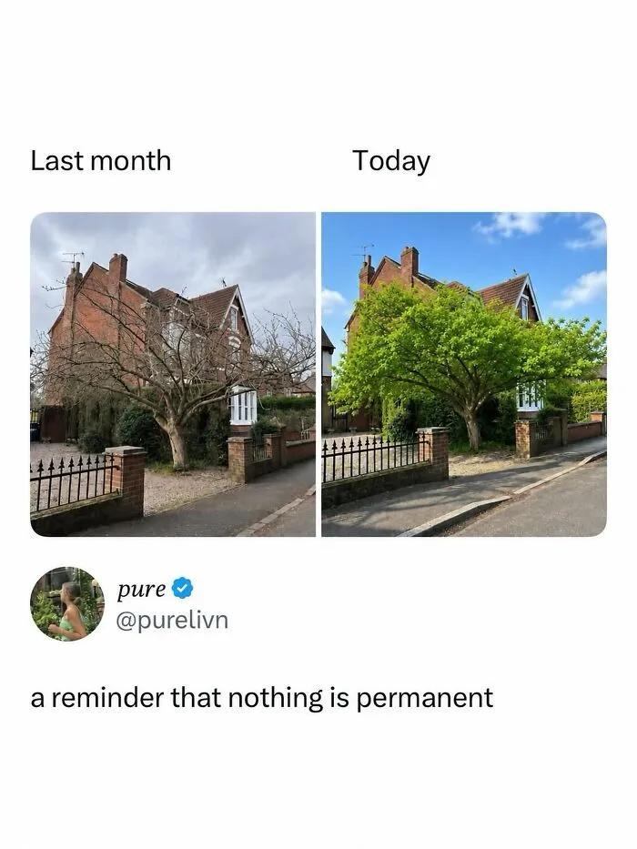Side by side photos of a tree last month and today showing seasonal change