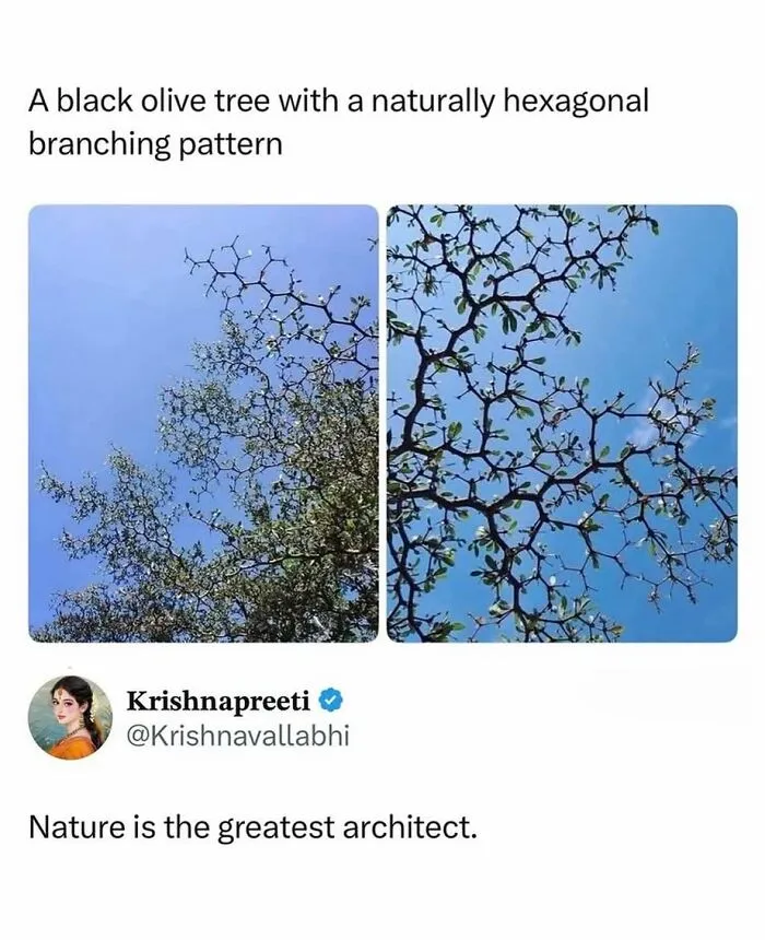 Black olive tree branches forming a natural hexagonal pattern against blue sky