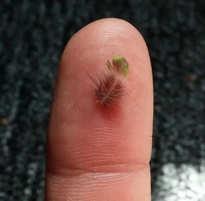 An incredibly tiny feather resting on a human fingertip, illustrating real pictures of nature's delicate details.