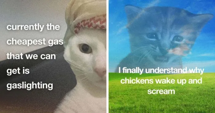 87 Cat Memes That Might Know You Better Than You’d Like