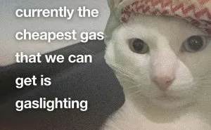 87 Cat Memes That Might Know You Better Than You’d Like
