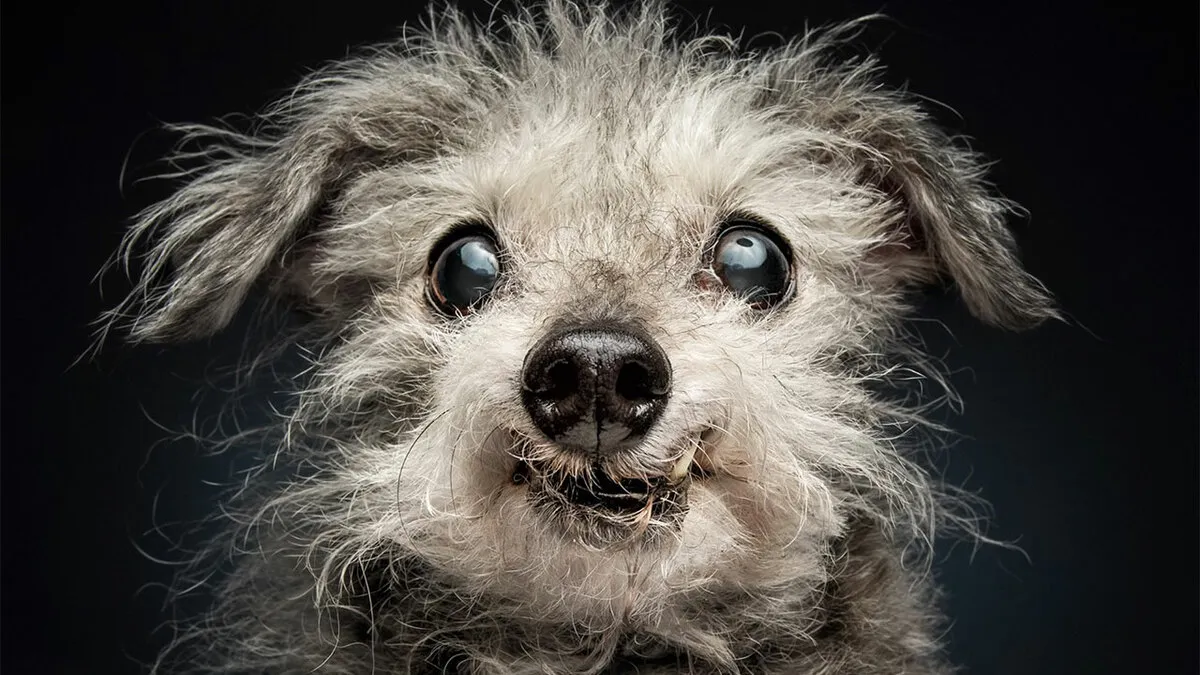 This Photographer Captured 41 New Portraits Of Senior Dogs Showing They Aged Gracefully