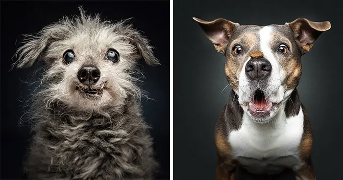 This Photographer Captured 41 New Portraits Of Senior Dogs Showing They Aged Gracefully