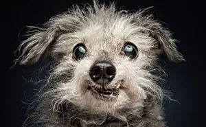 This Photographer Captured 41 New Portraits Of Senior Dogs Showing They Aged Gracefully