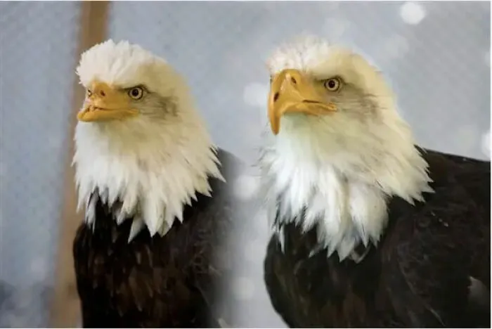 A Bald Eagle Who'd Had His Beak Shot Off By A Poacher Before And After Receiving A Prosthetic Beak