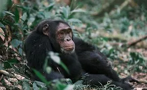 These 49 Animals Seem Cute But Zookeepers Say They Are A Total Nightmare