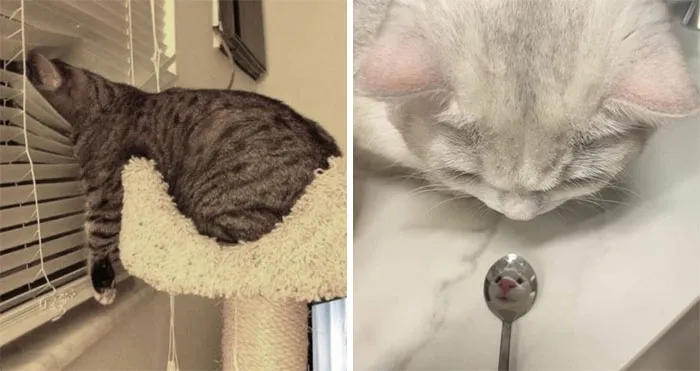 77 Confusing "Cats Out Of Context" Photos That Somehow Get Funnier The Longer You Look