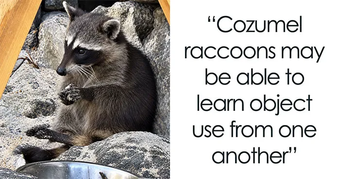 Mexican Island Raccoons Stun Researchers By Making Toys From Beach Club Trash And Sand