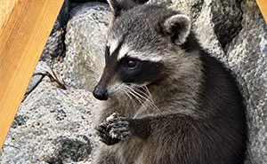 Mexican Island Raccoons Stun Researchers By Making Toys From Beach Club Trash And Sand