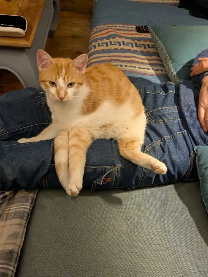 An orange and white cat sitting in an odd position on a person's lap, creating an optical illusion.