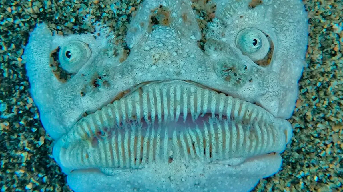 62 Ocean Discoveries That Are Equal Parts Fascinating And Unsettling