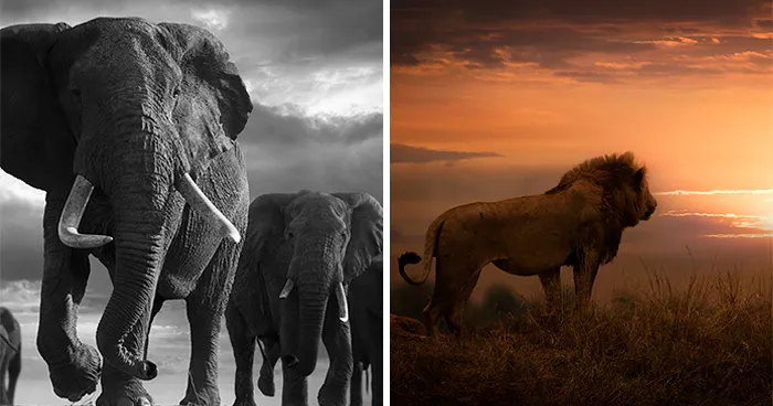 45 Stunning Wildlife Photos By Björn Persson That Might Bring You Closer To The Natural World