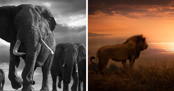 45 Striking Wildlife Photos By Björn Persson That Make Every Animal Feel Like A Story