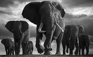 45 Striking Wildlife Photos By Björn Persson That Make Every Animal Feel Like A Story