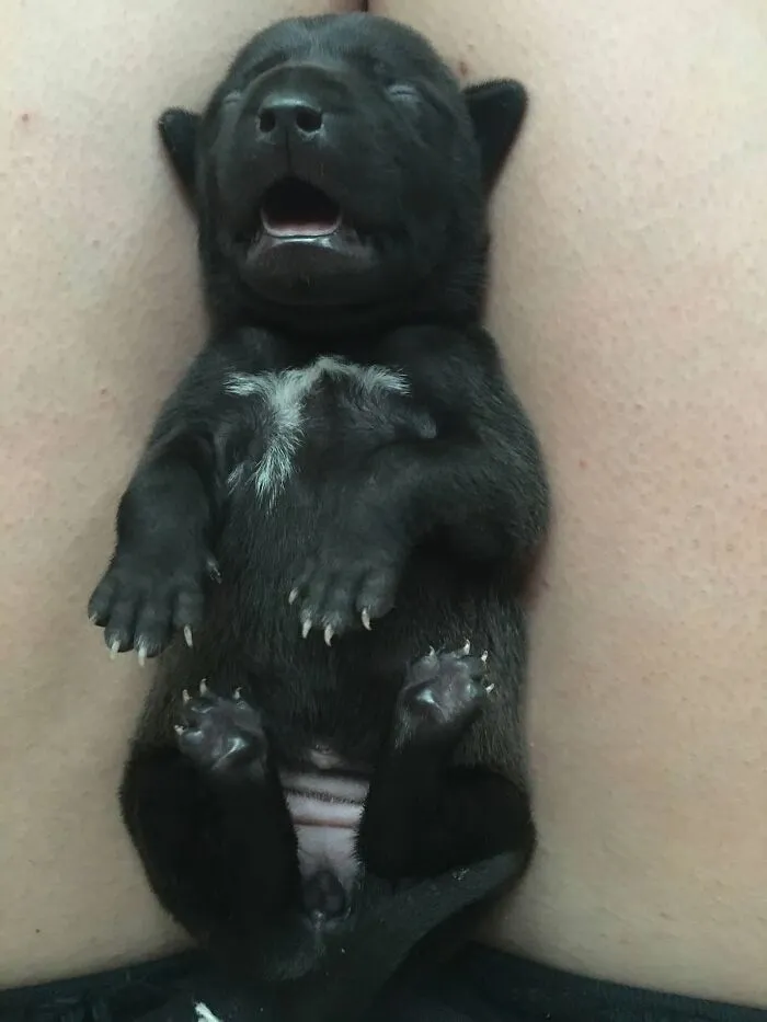 A tiny sleeping puppy lying on its back with paws up.
