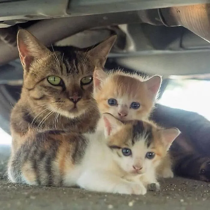 A tabby mama cat sheltering her small kittens under a vehicle.