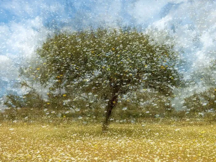 Dreamy landscape photography of a blooming tree in a field for Natural Landscape Photography Awards
