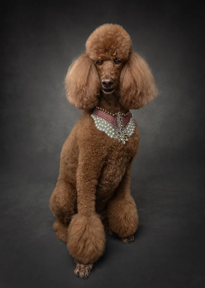 Brown poodle adorned with a pearl and jewel necklace posing for dog personalities
