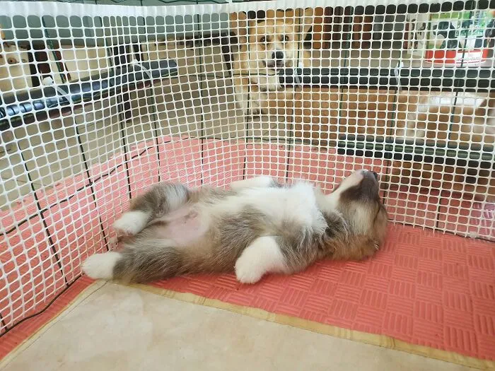 Adorable corgi sleeping puppy lying on its back inside a playpen area
