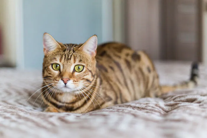 A beautiful Bengal cat lying on a bed, symbolic of quiet moments in everyday stories.