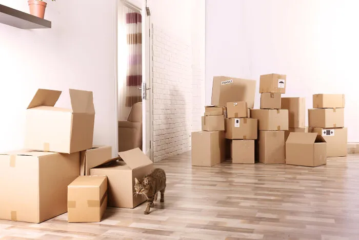 Cat walking among packed cardboard boxes during a move, representing life changes in divorce stories.