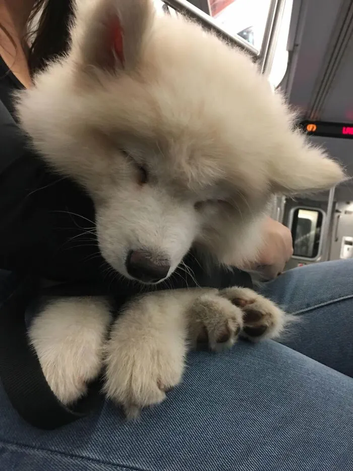 Fluffy white Samoyed sleeping puppy napping peacefully on its owner's lap during a train ride