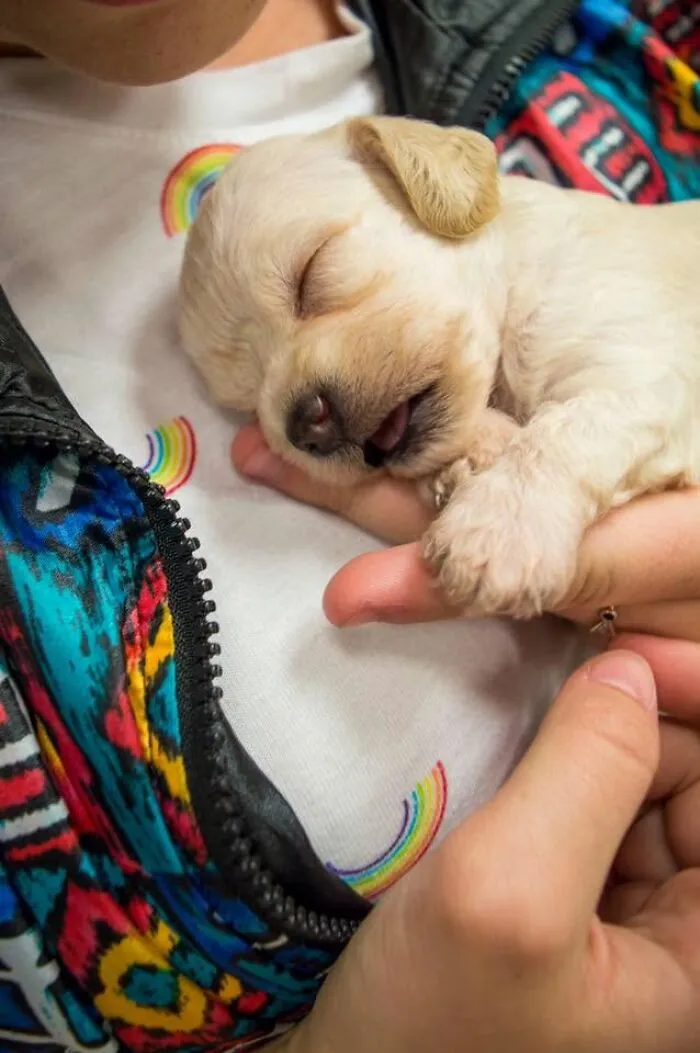 A sweet white sleeping puppy cradled comfortably in human hands.