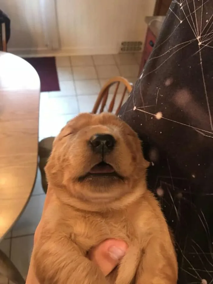 A tiny golden sleeping puppy resting its head with its mouth slightly open.