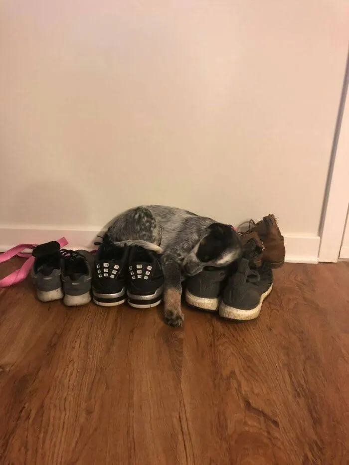 A small mottled sleeping puppy curled up on a row of shoes against a wall.