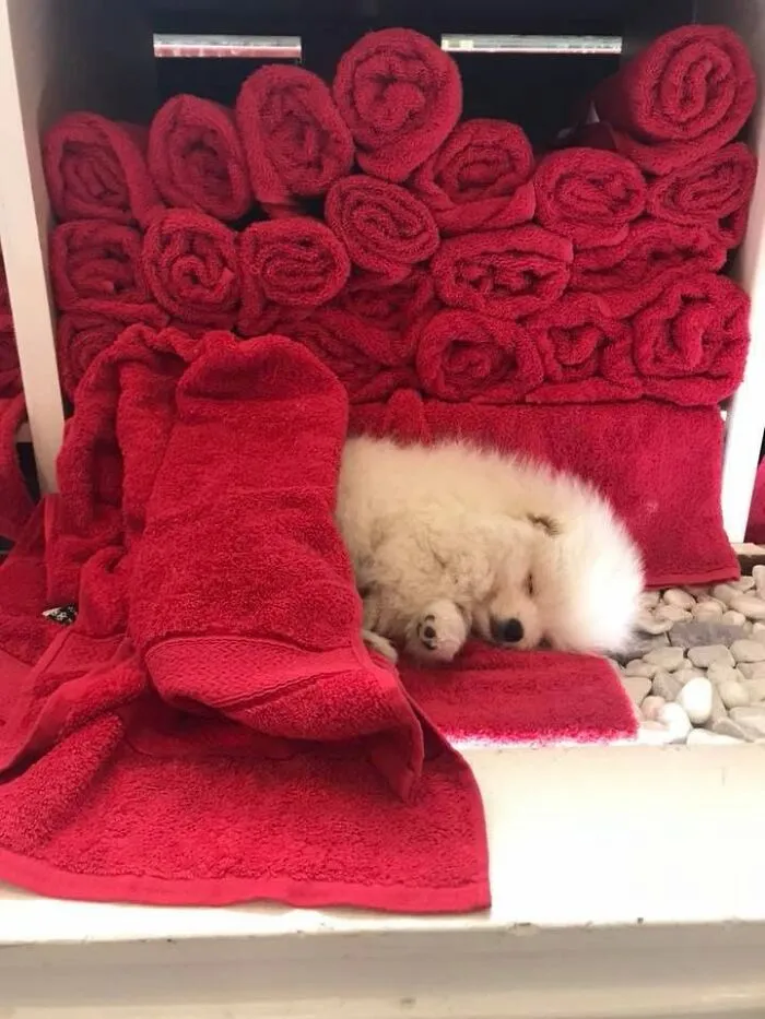 One of the adorable sleeping puppies curled up asleep next to a stack of red rolled towels.