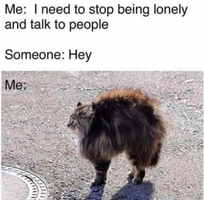 Funny cat memes image of a fluffy arching cat reacting defensively to social interaction