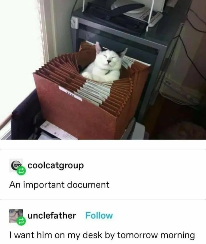 Cat memes post showing a happy feline sleeping inside an office accordion file folder
