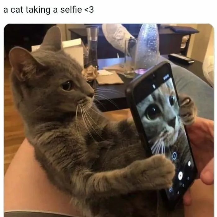 Funny cat memes photo of a cute grey feline holding a smartphone taking a selfie