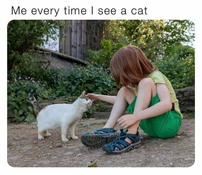 A person petting a friendly white cat outdoors featured in funny cat memes