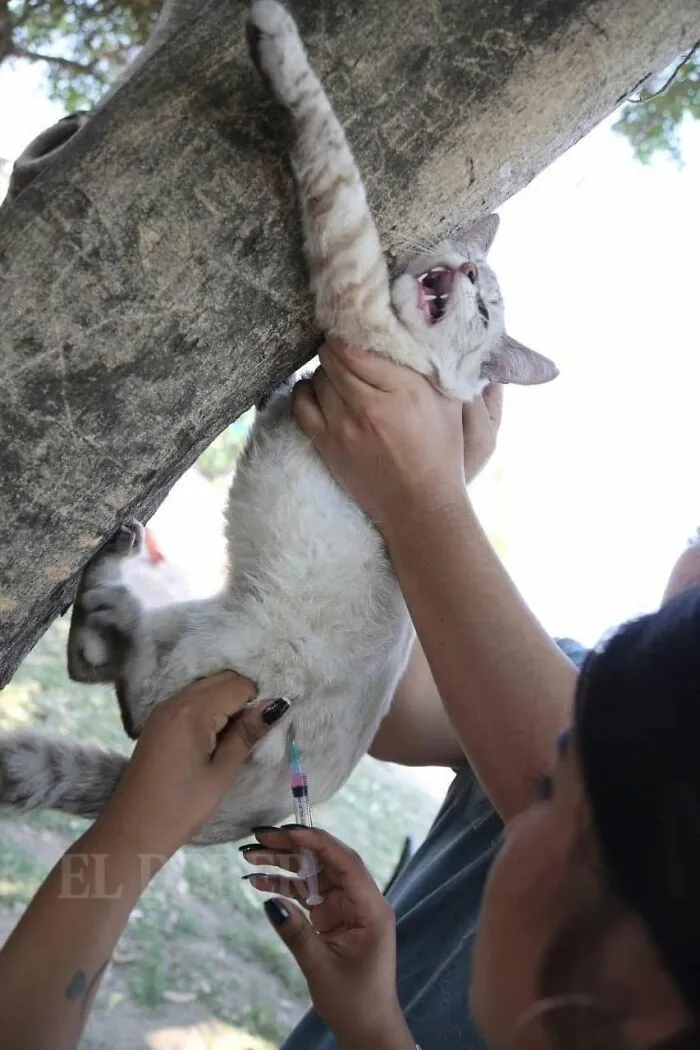 Funny cat clinging to a tree trunk while receiving a vaccination shot