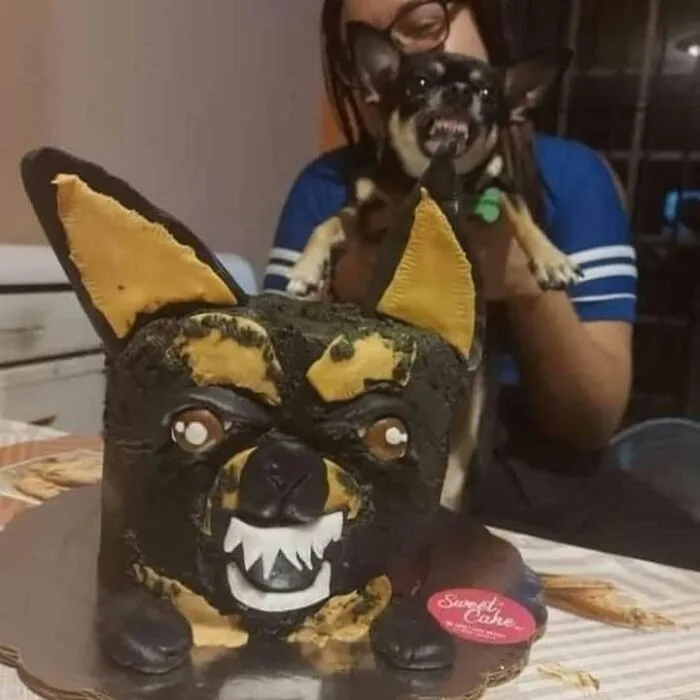 Funny chihuahua showing teeth looking angry at a birthday cake shaped like its head