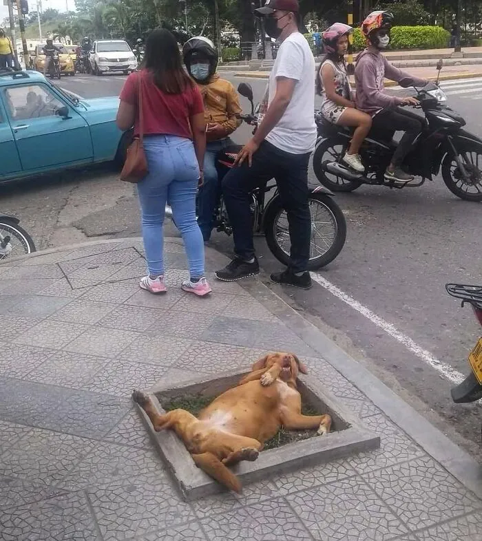 Funny animals showcase featuring a relaxed dog lying upside down in a small square flower bed on the sidewalk.