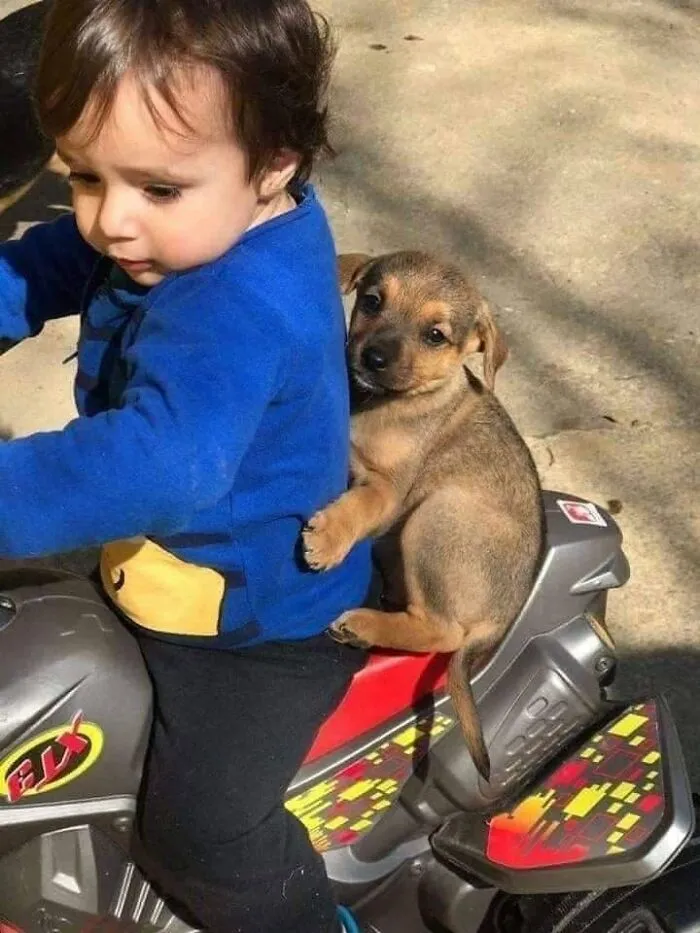 Funny animals: Small brown puppy riding on the back of a toddler's toy motorcycle.