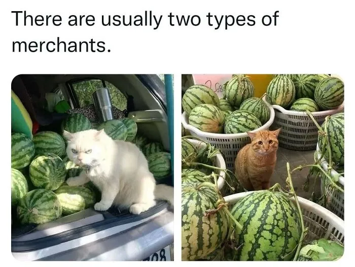 Cat memes comparison featuring an angry white cat and a polite orange cat selling watermelons