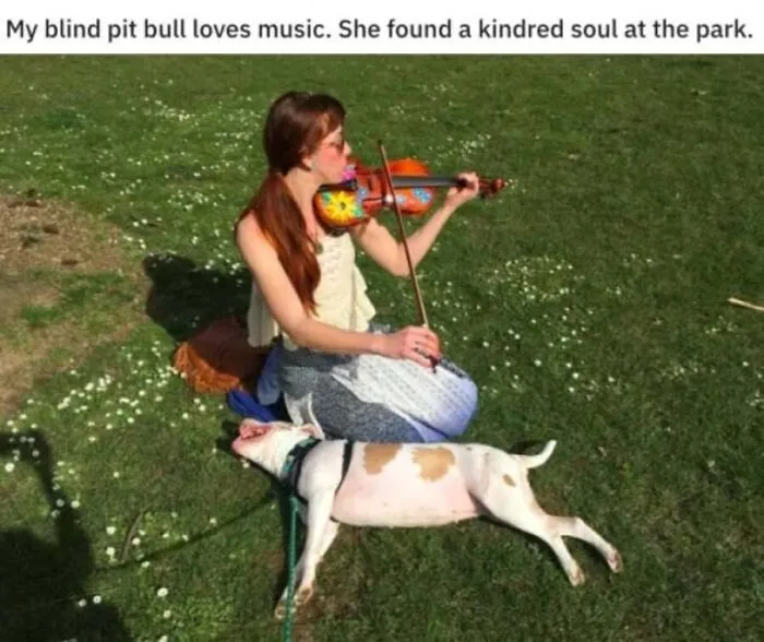 Blind pit bull lying happily on the grass listening to a woman play violin, featured in dog memes.