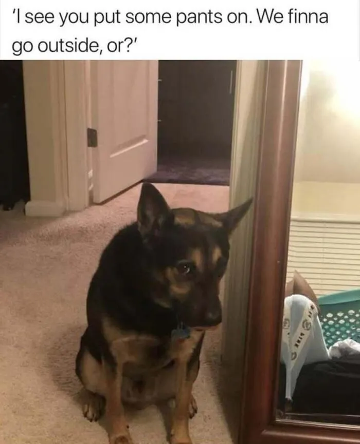 German Shepherd mix looking at owner expectantly in a relatable and heartwarming dog memes format.