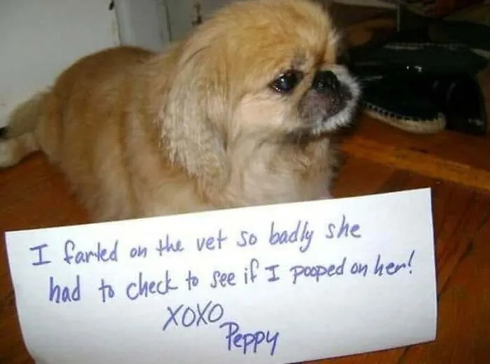 Funny Pekingese sitting beside a hand-written confession note in a hilarious dog memes setup.